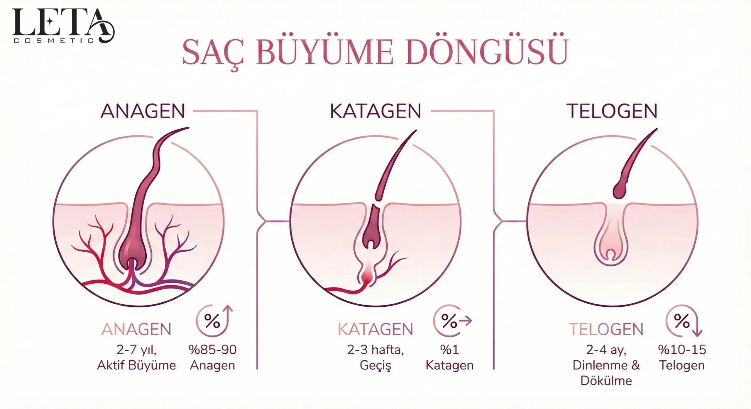 sac-buyume-dongusu-anagen-katagen-telogen