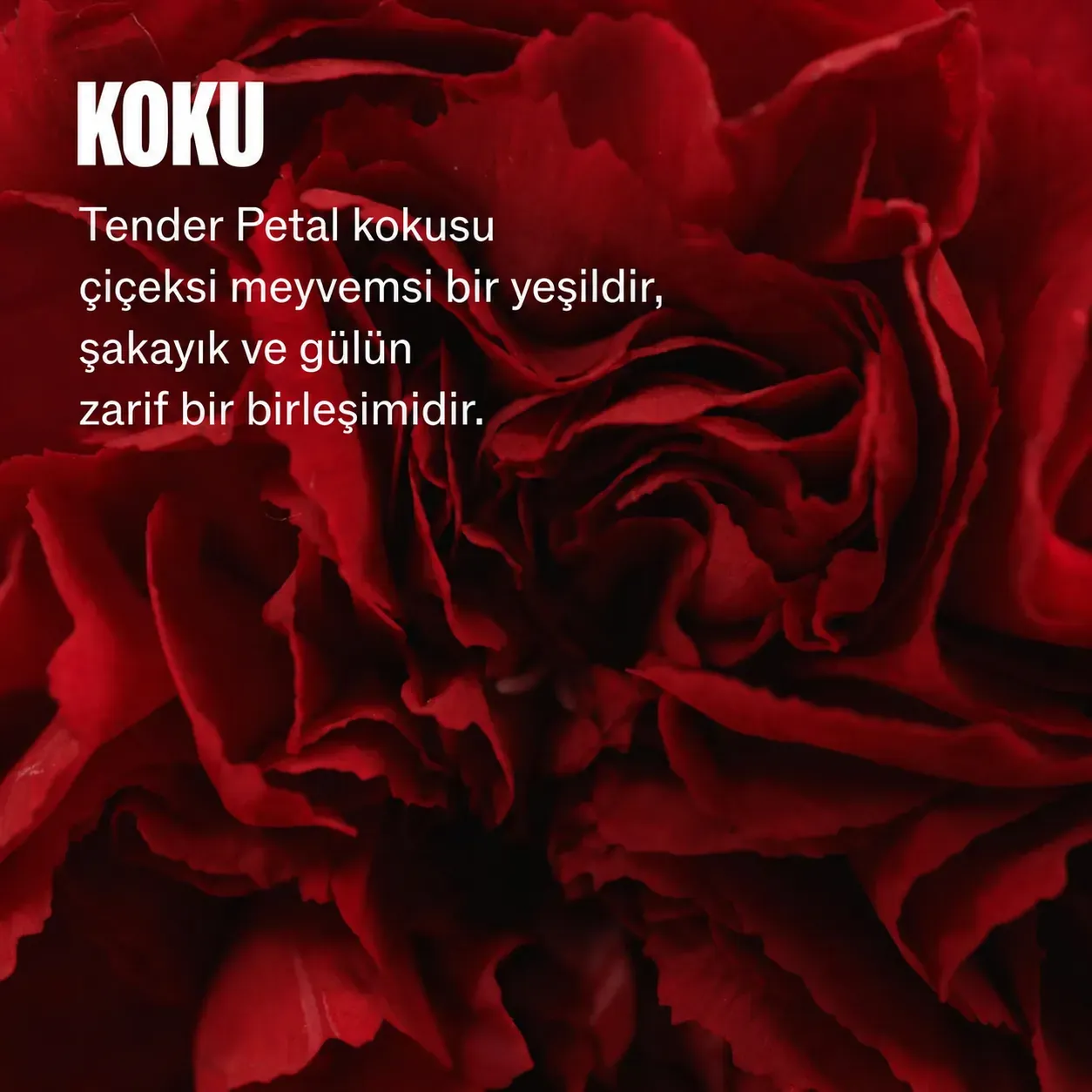 wella-ultimate-repair-tender-petal-kokusu-gul-sakayik